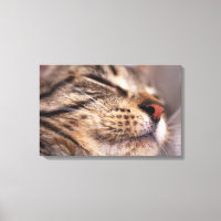Cierre de los bigotes y bozales de gatos