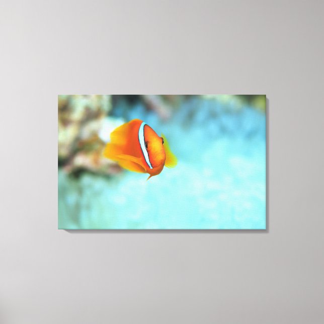 Lienzo Cierre de los peces de anémona de tomate, Okinawa, (Anverso)