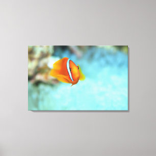 Lienzo Cierre de los peces de anémona de tomate, Okinawa,