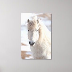 Lienzo Cierre de un caballo islandés blanco