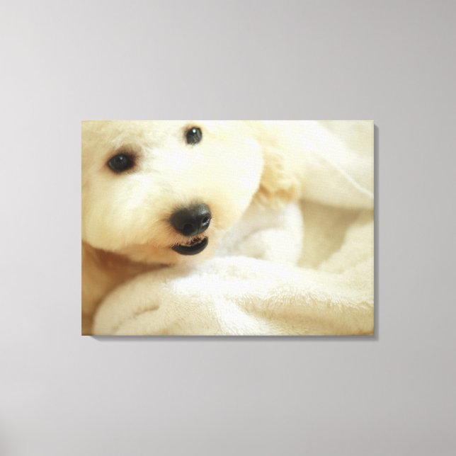 Lienzo Cierre de un caniche en miniatura 2 (Anverso)