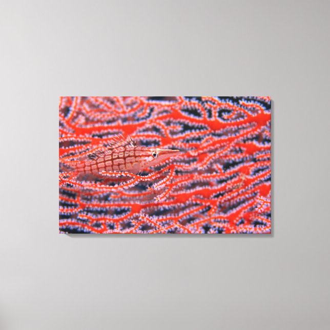 Lienzo Cierre de un pez de halcón de nariz larga, Okinawa (Anverso)