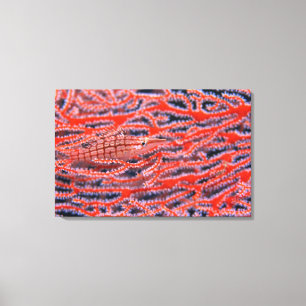 Lienzo Cierre de un pez de halcón de nariz larga, Okinawa