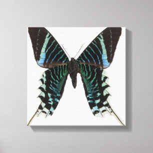 Lienzo Cierre de una mariposa