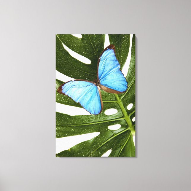 Lienzo Cierre de una mariposa morfa azul en una palmera (Anverso)