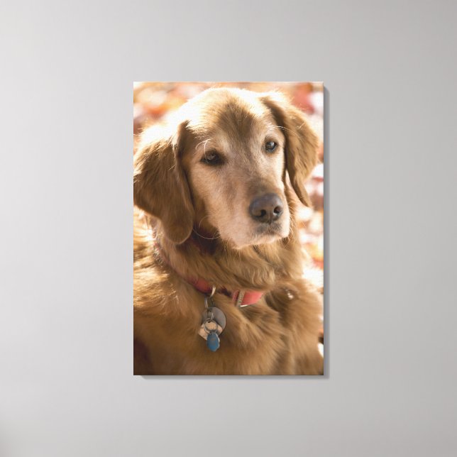 Lienzo Cierre del perro recuperador de labradores dorados (Anverso)