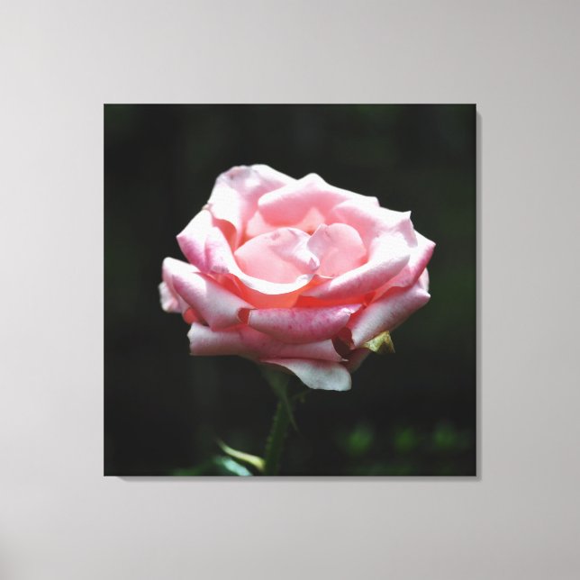 Lienzo Cierre rosa rosa (Anverso)