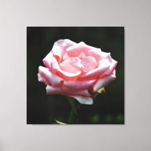 Lienzo Cierre rosa rosa
