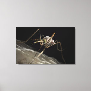 Lienzo Ciérrese encima de morder del mosquito 3d
