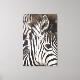 Lienzo Ciérrese para arriba de cebra