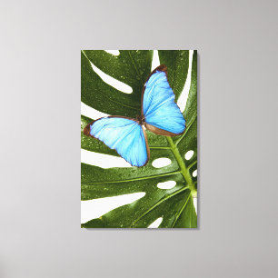 Lienzo Ciérrese para arriba de una mariposa azul de