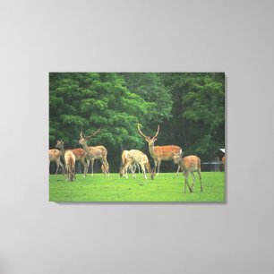 Lienzo Ciervos de Sika que se colocan en un claro