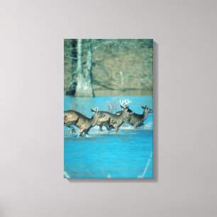 Lienzo Ciervos que corren en agua