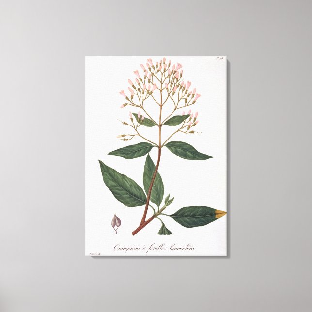 Lienzo Cinchona de 'Phytographie Medicale' de Joseph Ro (Anverso)