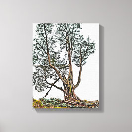 Lienzo Ciprés solitario