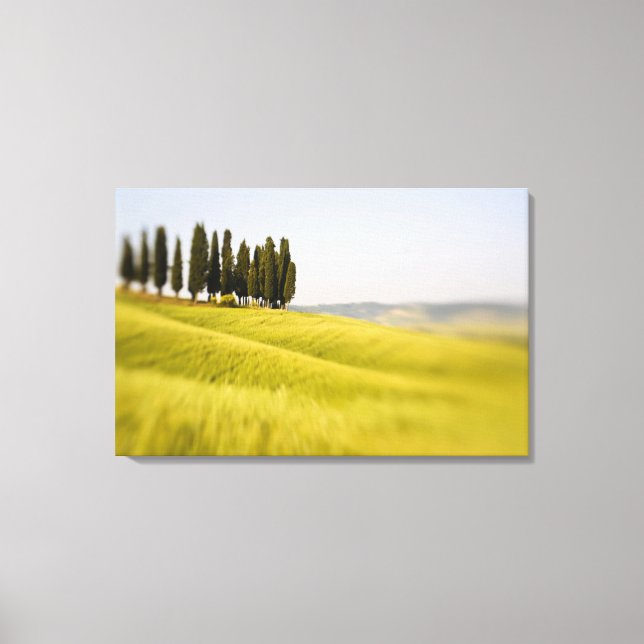 Lienzo Cipreses de Toscana, Italia, enfoque selectivo (Anverso)