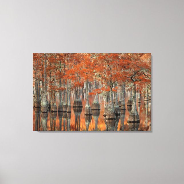Lienzo Cipreses | Parque Estatal George Smith, Georgia (Anverso)