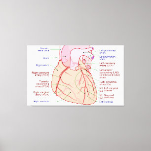 Lienzo Circulación de arterias coronarias Diagrama del co