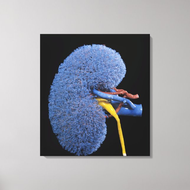Lienzo Circulación renal humana (Anverso)