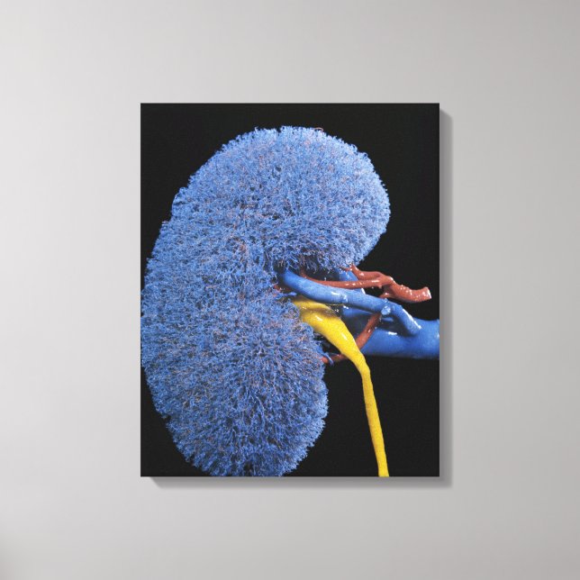 Lienzo Circulación renal humana (Anverso)