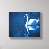 cisne blanco bonito flotando en un lago azul