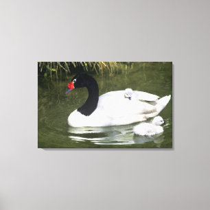 Lienzo Cisne de cuello negro adulto y crías en el agua.