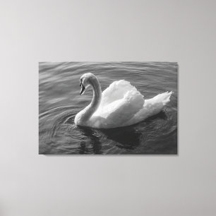 Lienzo Cisne. Lago Roath Park, Cardiff, Wales B&W