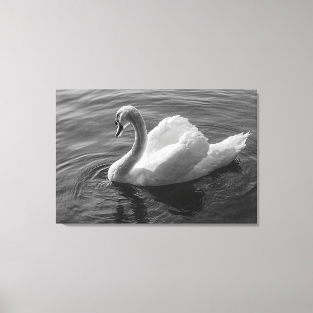 Lienzo Cisne. Lago Roath Park, Cardiff, Wales B&W (Anverso)