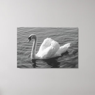 Lienzo Cisne. Lago Roath Park, Cardiff, Wales B&W Canvas