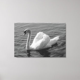 Lienzo Cisne. Lago Roath Park, Cardiff, Wales B&W Canvas 