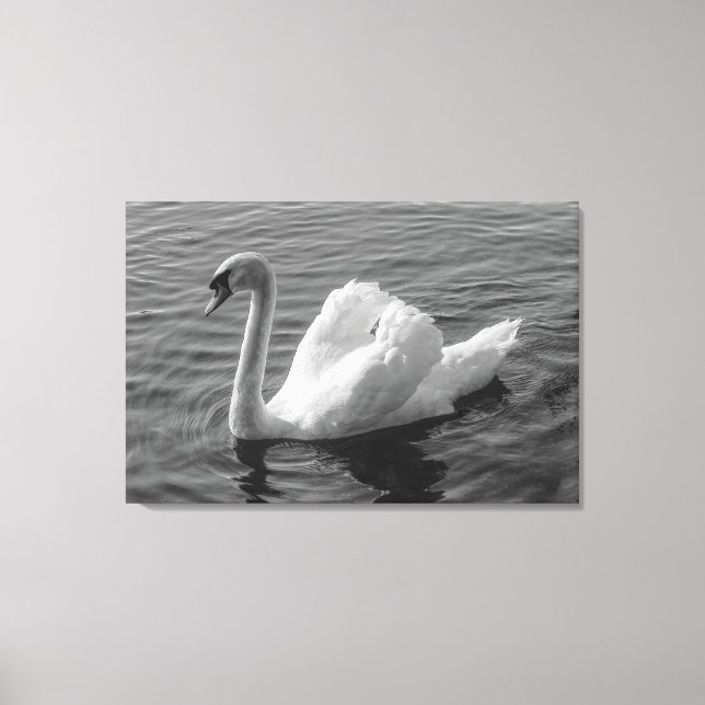 Lienzo Cisne. Lago Roath Park, Cardiff, Wales B&W Canvas  (Anverso)