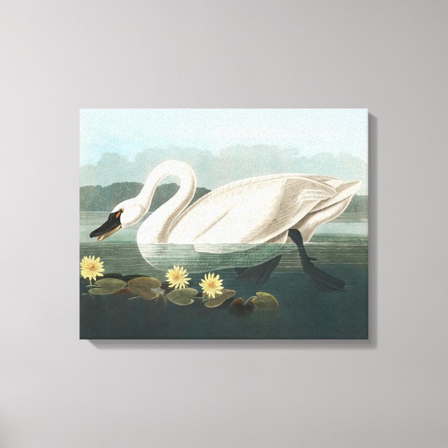 Lienzo cisnes de agua blanca de cisne audubon (Anverso)