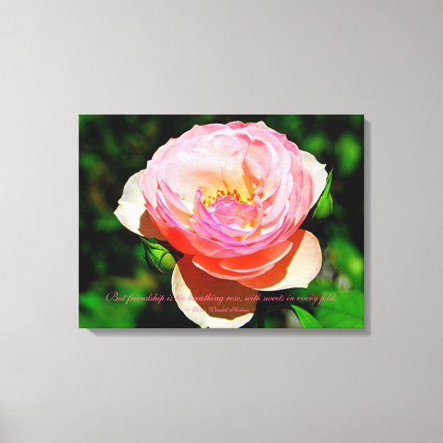 Lienzo Cita de amistad Rosa inglés rosado (Anverso)