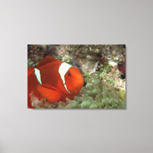 Lienzo Clownfish 2