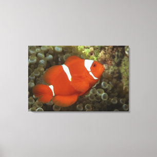 Lienzo Clownfish marrón con la anémona de mar