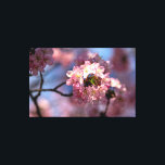 Lienzo Clúster De Flores De Sakura En Bloom<br><div class="desc">Un grupo redondo de flores de cerezo sakura frescas y soleadas. Juego de luz solar y sombra sobre pétalos rosados de las flores. El encanto y el placer de la primavera Una pintura digital extra grande de una fotografía. Impresión de lienzos floridos y estirados para decorar tu lugar o para...</div>