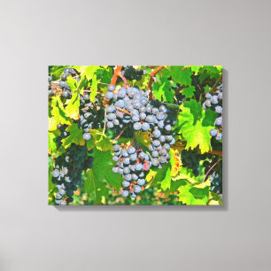 LIENZO "CLUSTEROS DE UVAS DE PÚRPURA AZUL EN VINEYARD"