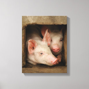 Lienzo Cochinillos curiosos