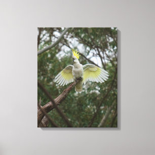 Lienzo Cockatoo Bird Australia