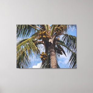 LIENZO COCO PALM