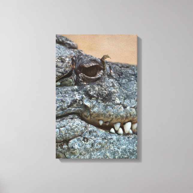 Lienzo Cocodrilo (Anverso)