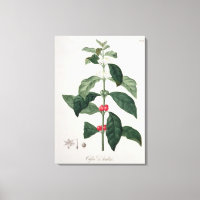 Coffea Arabica de 'Phytographie Medicale' de Jos