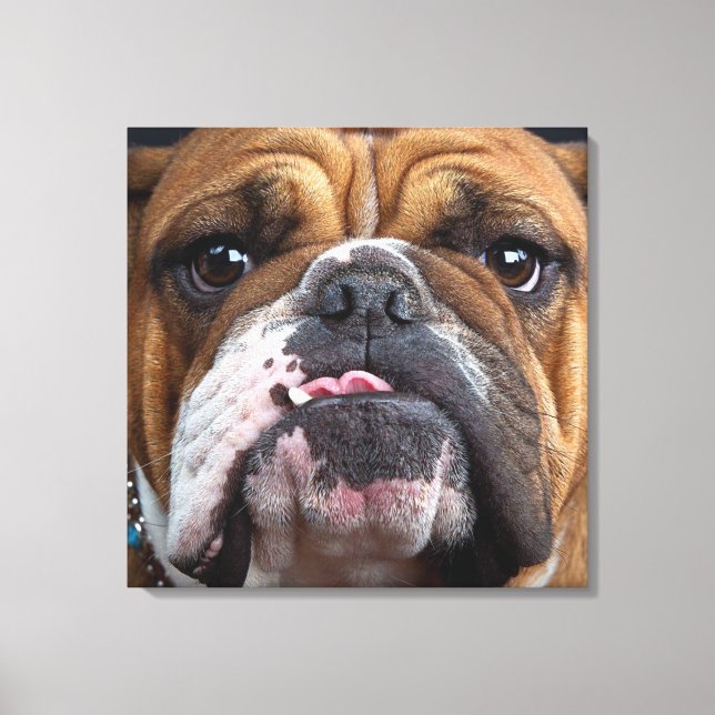 Lienzo Cojín decorativo de Bulldog inglés (Anverso)