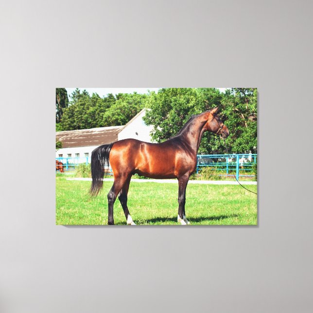 Lienzo colección de caballos. bahía arabia (Anverso)