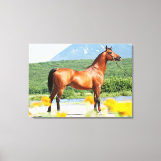 Lienzo colección de caballos. bahía arabia