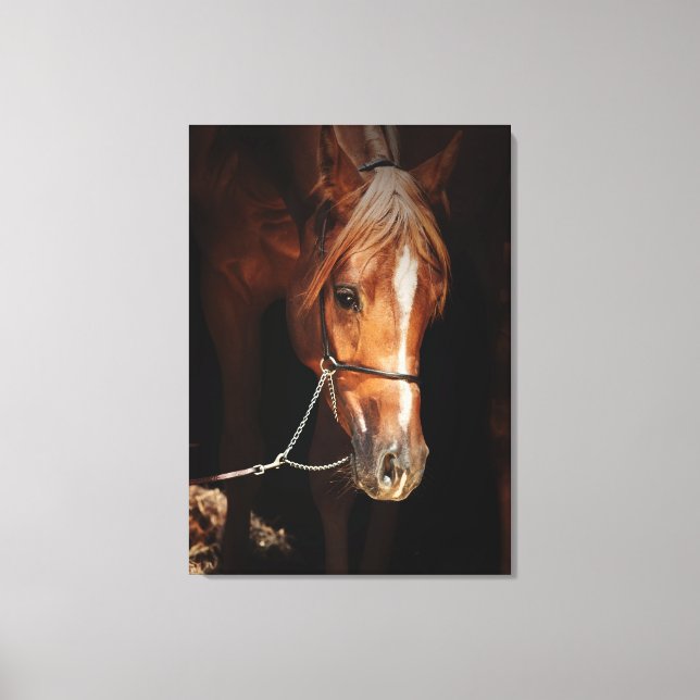 Lienzo colección de caballos. rojo arabio (Anverso)