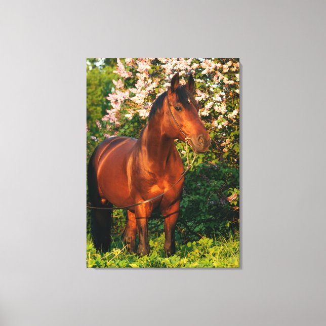 Lienzo colección de caballos. Trakehner. primavera (Anverso)