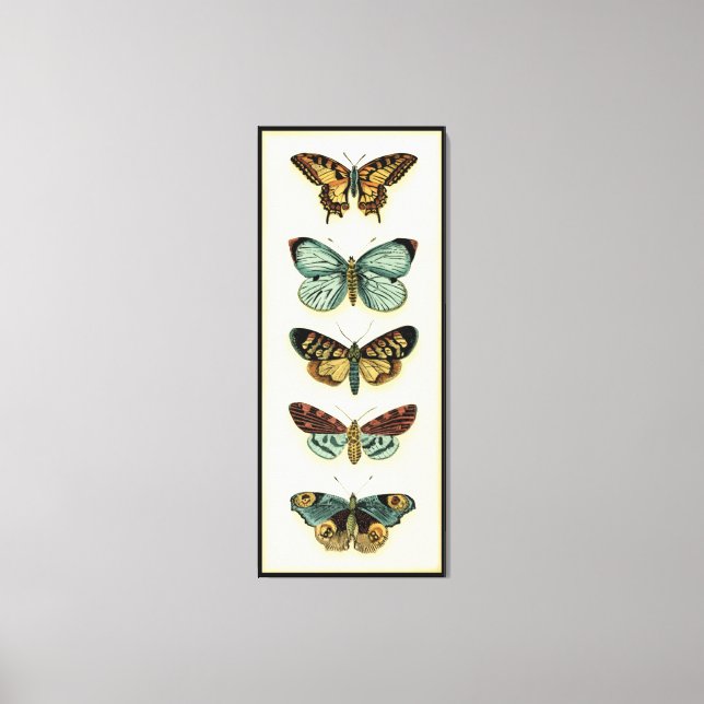 Lienzo Colección de mariposas por Chariklia Zarris (Anverso)