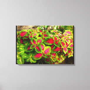 Lienzo Coleus verde rosado - Canvas tropicales