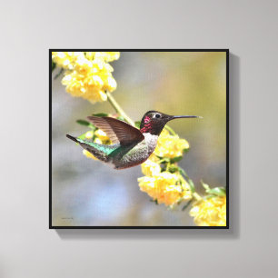 Lienzo Colibrí